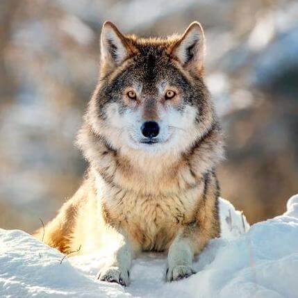 wolf picture
